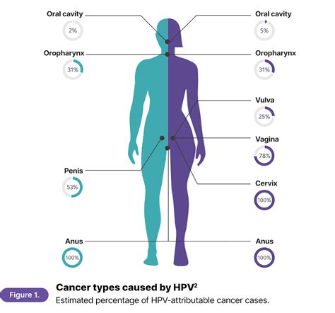 Be Aware Of Your Hpv Status Blog Seegene