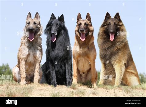 Belgian Malinois Laekenois Groenendael Tervuren Belgian Shepherd Dog