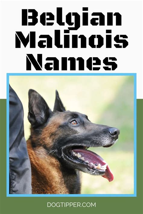 Belgian Malinois Names Male Female