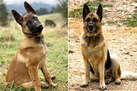 Belgian Malinois Vs German Shepherd Abaary Com