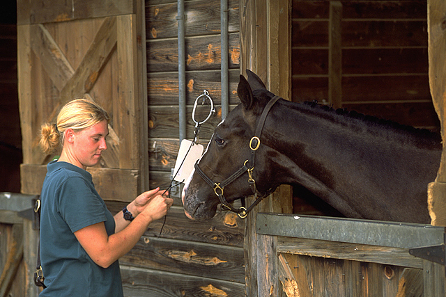 Benefits Of Horse Ownership For Today S Youth Benefits Of Horse