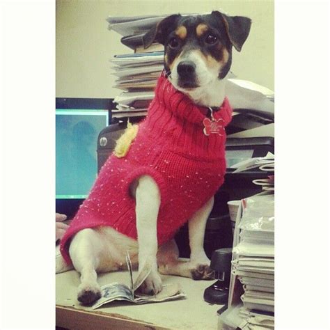 Betty Taking Care Of Paperwork Dogsofinstagram Dog Shopmascot