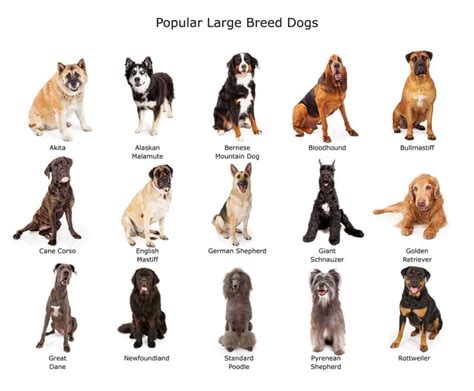 Big Dogs Bark Less Are Child Friendly And Easier To Train Big Dog Breeds Large Dog Breeds