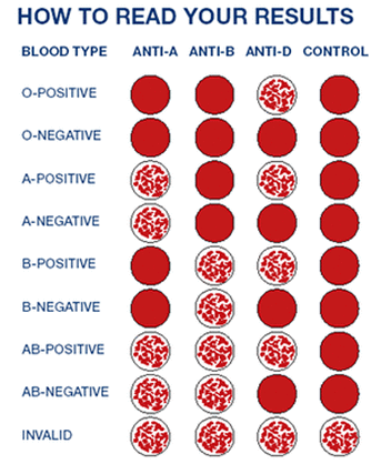 Blood Types What Are They And What Do They Mean