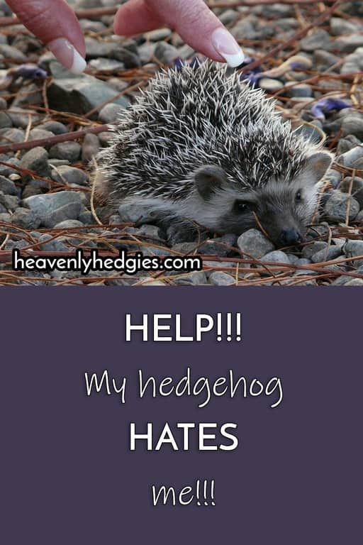 Bonding Tips For Hedgehogs Hedgehog Pet Hedgehog Care Hedgehog