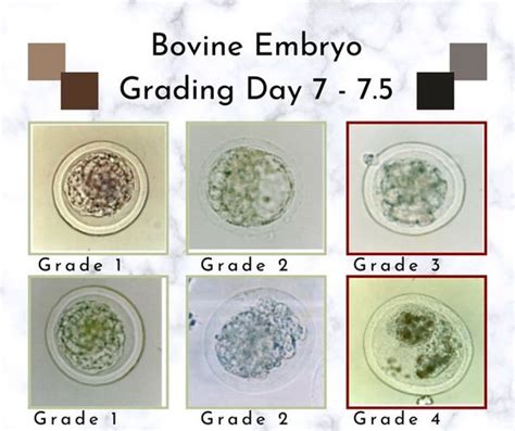 Bovine Embryo Collection Methods An Embryonics Presentation Youtube