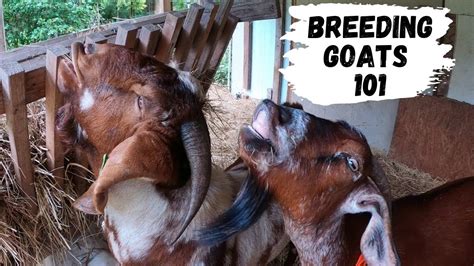 Breeding Tips For Goats Breeding Mania