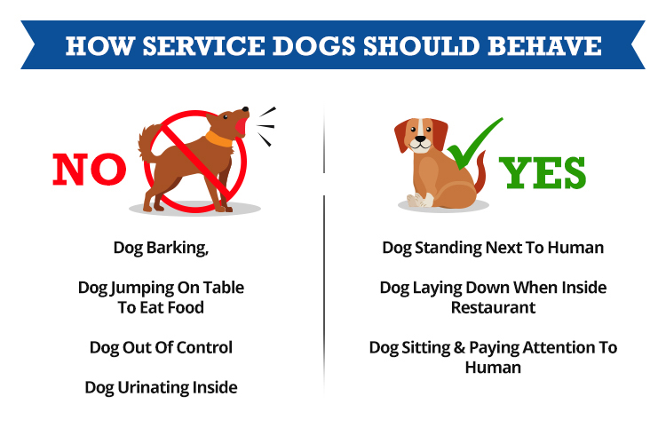 Can A Rescue Dog Become A Service Dog Service Dog Certifications