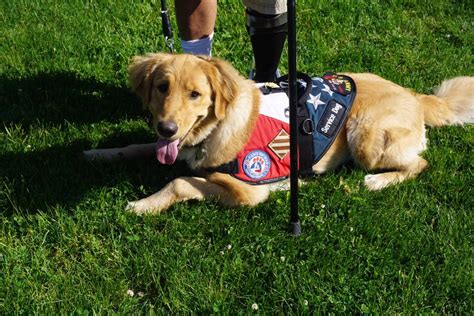 Can Anyone Make Their Dog A Service Dog