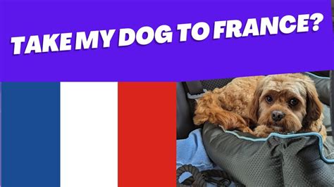 Can I Take My Dogs To France