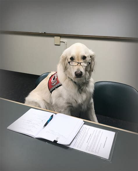 Can You Ask To See A Service Dogs Papers