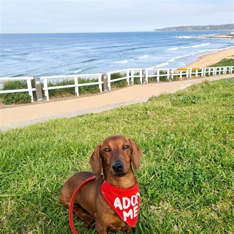 Can You Drive To France With A Dog