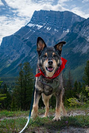 Can You Take Dogs Across The Canadian Border