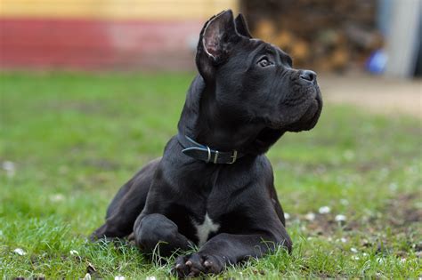 Cane Corso Dog Breed Information Pictures Characteristics Facts