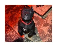 Cane Corso Puppy Female With Paperwork Hudson Puppies For Sale Near Me