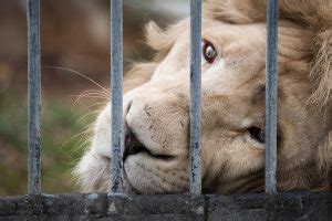 Captivity Cruelty The Dark Side Of Private Wildlife Ownership Lions