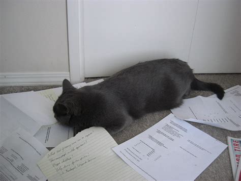 Cat Accountants Loki And Freya Playing In The Paperwork Jon Ross Flickr