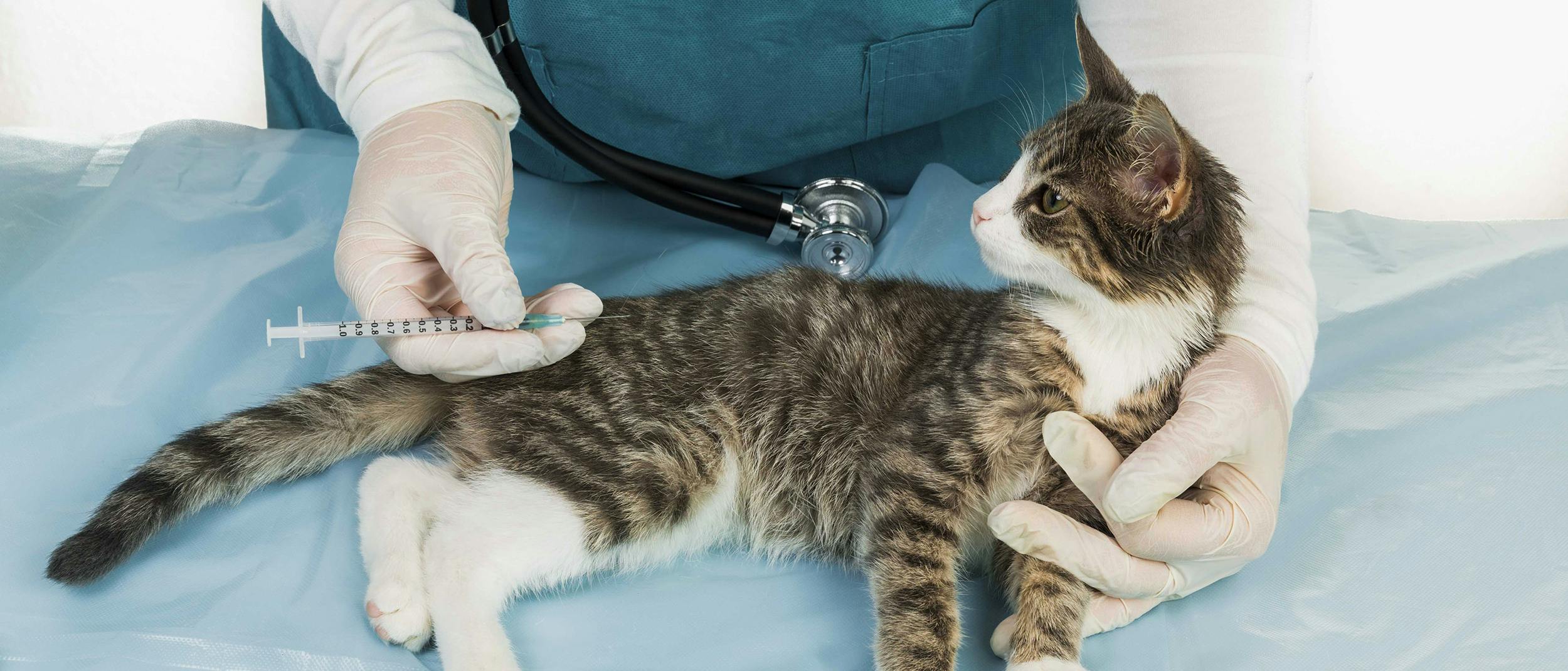 Cat And Kitten Vaccinations Pdsa