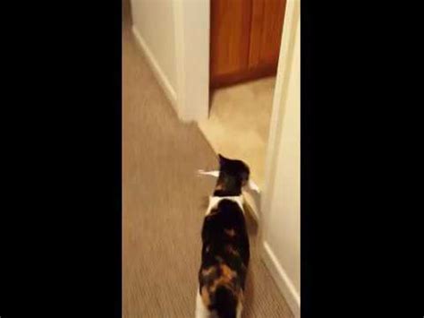 Cat Helps Owner With Paperwork Youtube