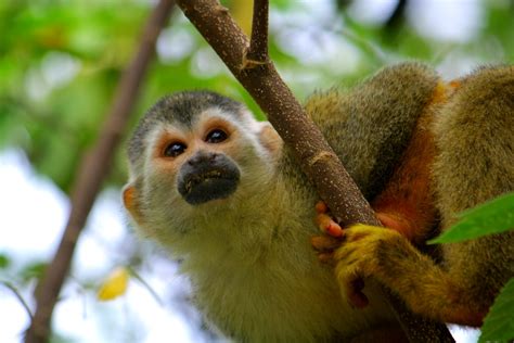 Costa Rica Where You Stay Youtube