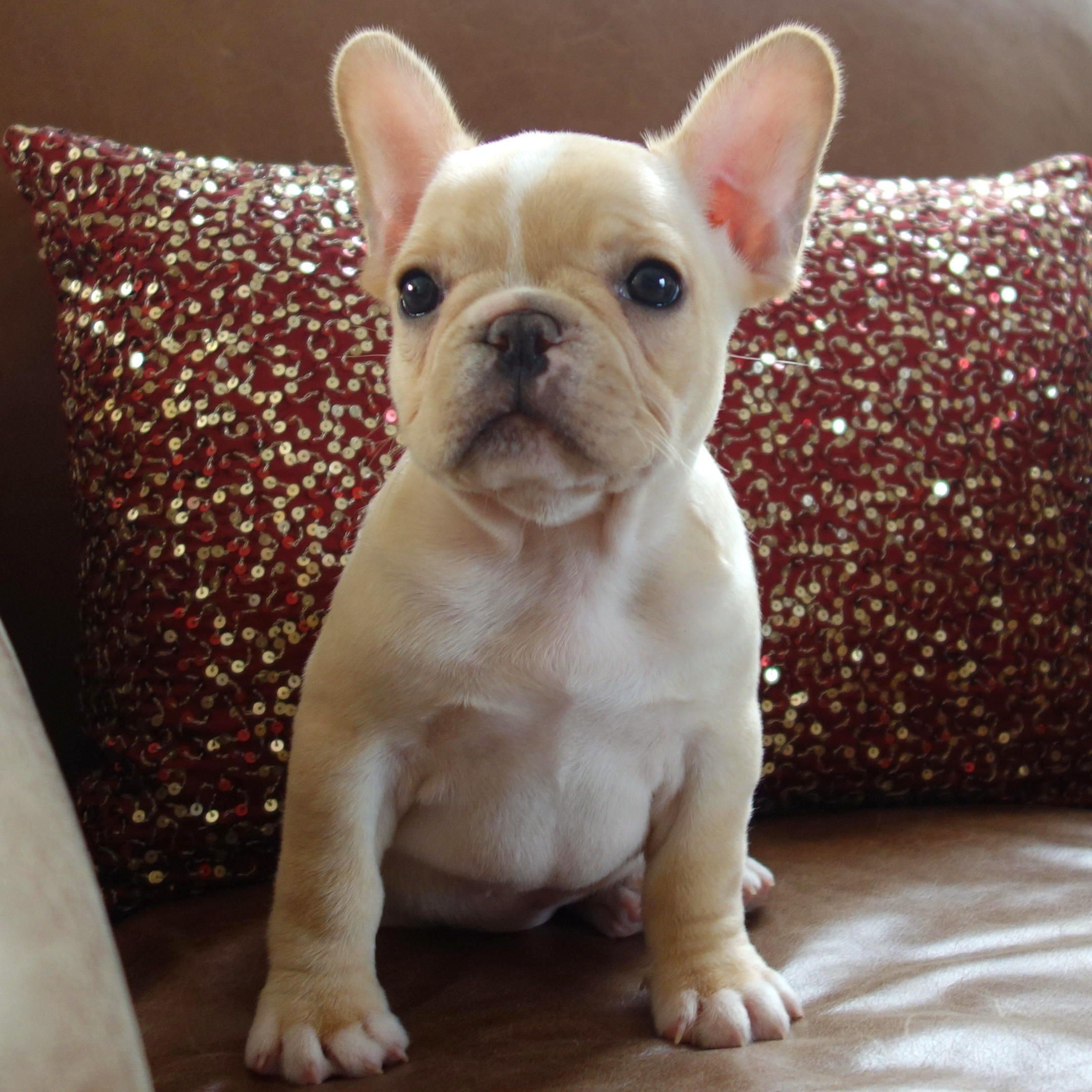 Cream Colored French Bulldog Puppies For Sale Bubakids Com