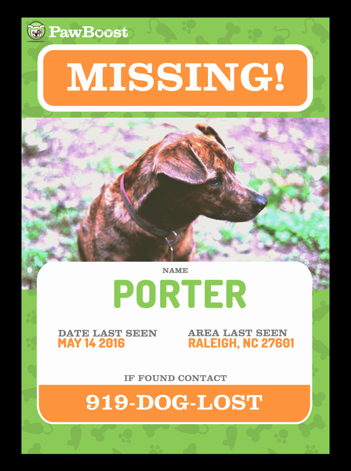 Creating An Eye Catching Lost Pet Poster What You Need To Know