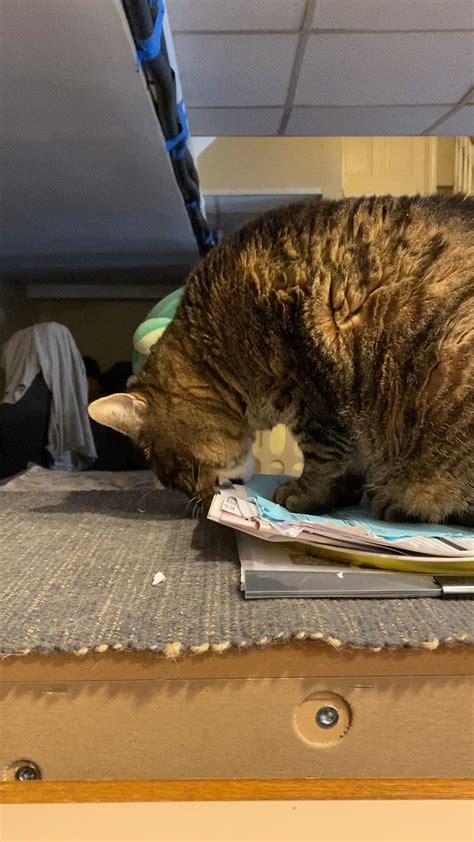 Dae Have A Cat That Eats Their Paperwork R Cats