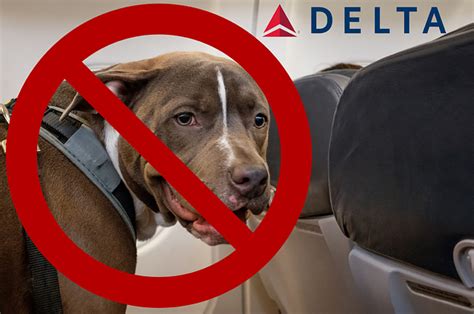 Delta Airlines Bans Pit Bull Type Service And Emotional Support Dogs