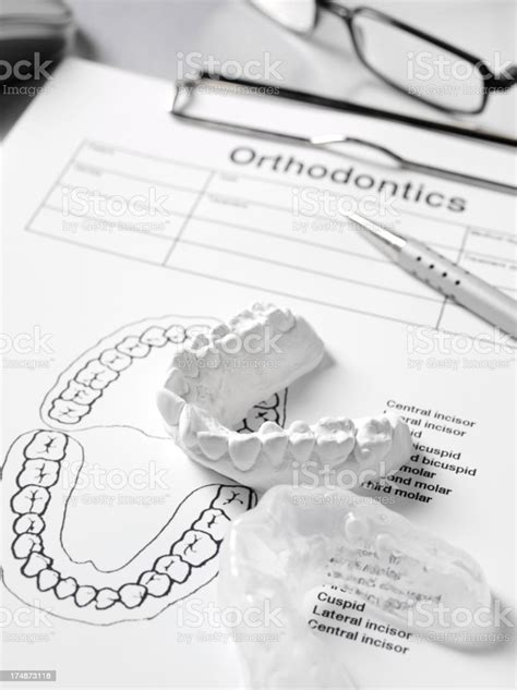 Dental Mould On Orthodontic Paperwork Stock Photo Download Image Now