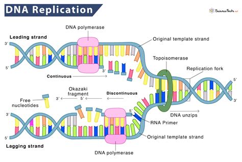 Dna Replication Definition Process Steps Amp Labeled Diagram