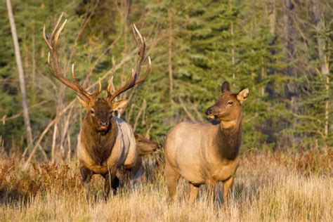 Dnr Seeks Tips On Illegal Elk Shootings In Jackson County Wisconsin Dnr