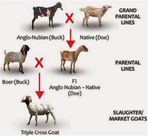 Goat Breeding Interstate Movement Regulations