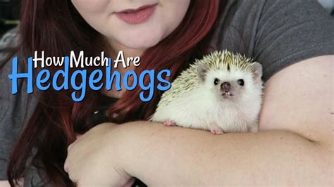 5 Tips To Sell Hedgehogs