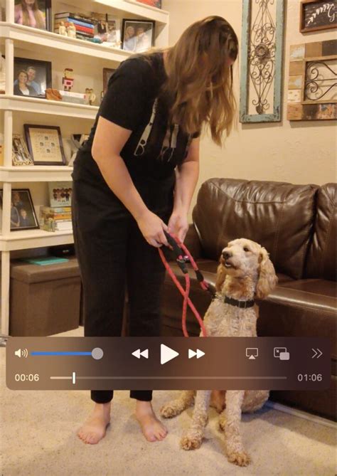 Documenting Owner Training Of A Service Dog