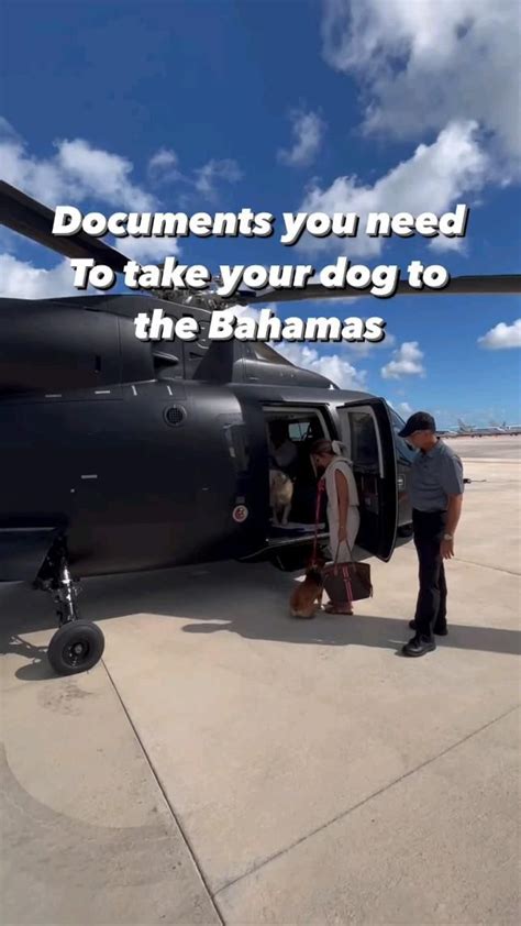 Documents To Fly Into The Bahamas With Your Dog Import Permit To Apply