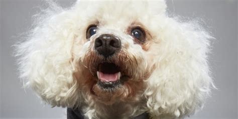 Dog Bowl On Animal Planet Showcases Adoptable Senior Dogs