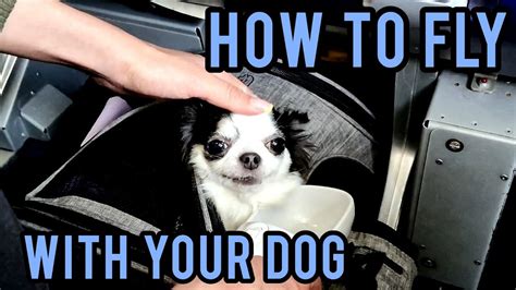 Dog Life How To Fly With A Dog Relaxation Tips For Flights