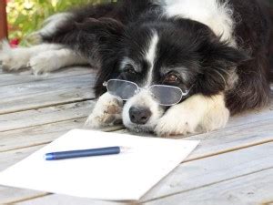 Dog Paperwork Ts 152946071 300 225 Anything Pawsable