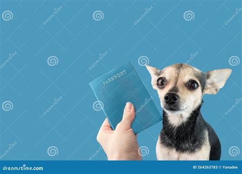 Dog Passport Pet Document For Traveling With Animals Small Dog With