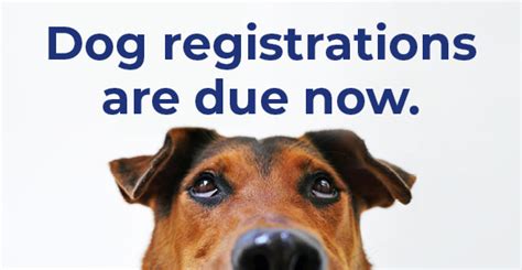 Dog Registrations Due 28 August Paroo Shire Council