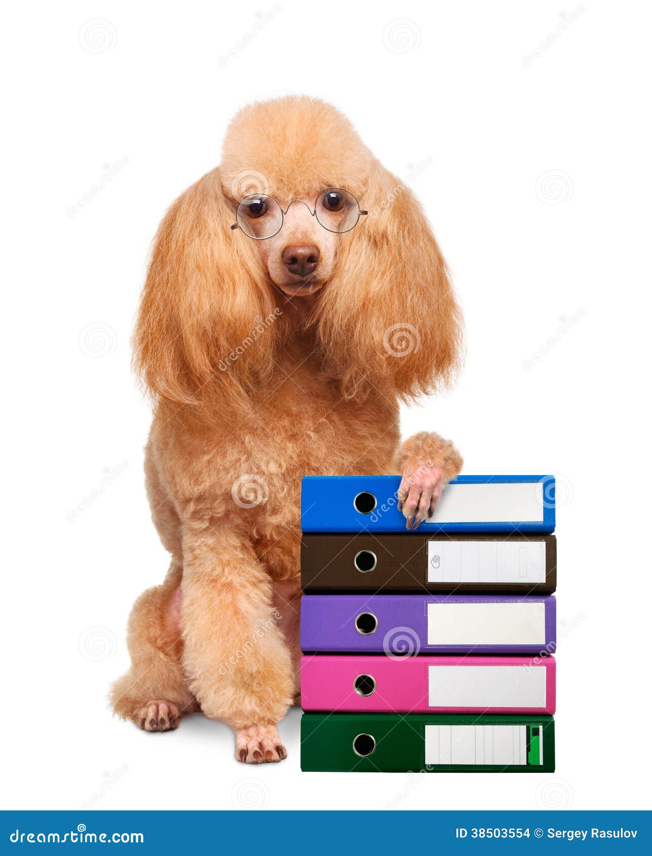 Dog With Folders Of Documents Stock Photo Image Of Doggy Puppy 38503554