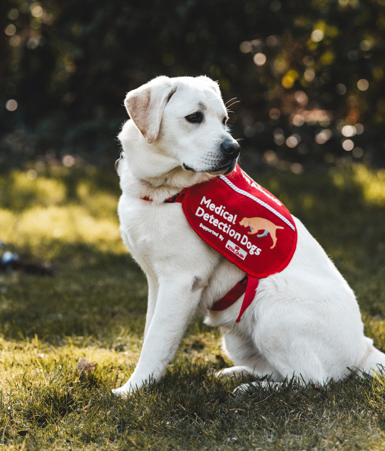 Dogs For Good Who We Are Assistance Dogs Charity Uk