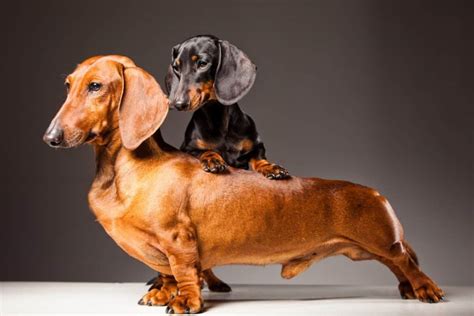 Doxie Sausage Or Dachshund Top Lap Dogs