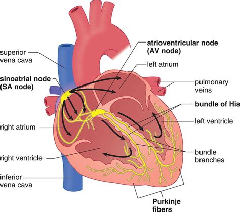 Electrical Conduction System Heart Diagram System Heart Elec