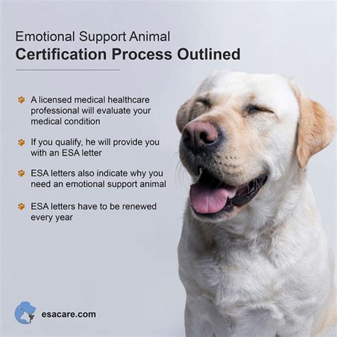 Emotional Support Animal Certification