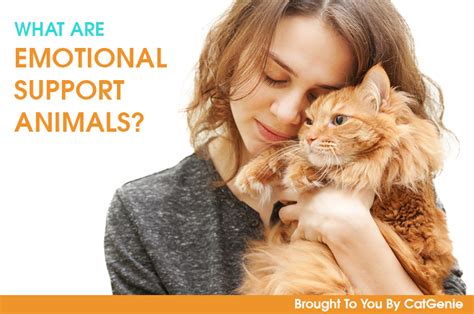 Emotional Support Animals Why Esa Pets Are Important Catgazette