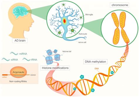 Epigenetic Changes In The Brain Drive Late Onset Alzheimer S Disease