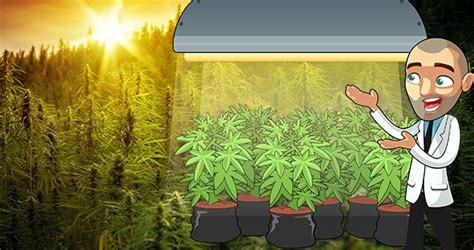 Everything You Need To Know About Cannabis Cultivation Light Schedules