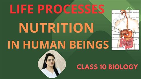 Explain The Process Of Nutrition In Human Beings