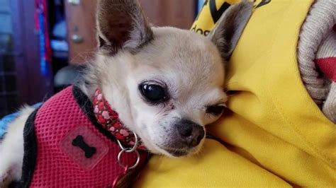 Female Chihuahua Is Available For Adoption